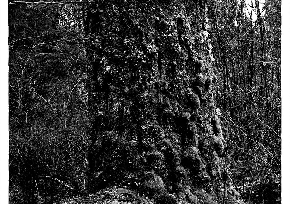 Fir with cushion moss